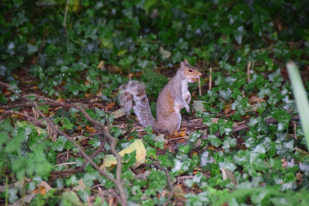 Squirrel at Sewerby Hall, East Yorkshire