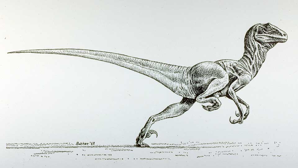 Robert Bakker's illustration of the bird-like dinosaur Deinonychus